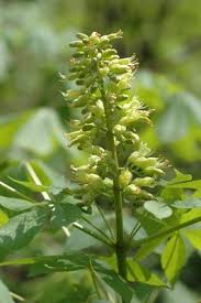 Image result for Aesculus