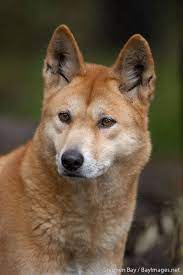 The well furred, appearing bushy, tail is relaxed and has good length. Dingo Portrait Canis Familiaris Dingo Australian Wild Dog Pimienta Is Part Dingo On The Australian Cattle Dog Side She Has Tho Wild Dogs Dingo Dog Animals