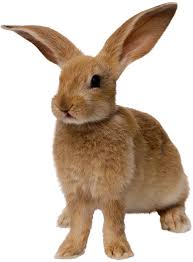 Image result for RABBIT