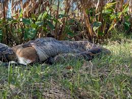 Python swallows 77-pound deer, stunning researchers with size of its mouth
