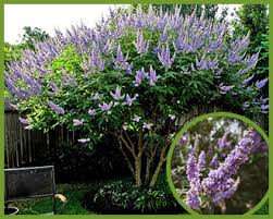 Best flowers for hummingbirds in arizona. Top Flowering Trees Shrubs To Attract Hummingbirds Butterflies