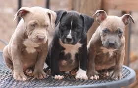 Gator pitbull puppy for sale click here. Three Cute Pit Bull Puppies Sitting On Table