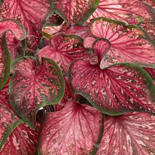Image result for Caladium