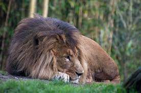 Napping Lion Caldwell Zoo Tyler Tx Atlanta Zoo Zoo Animals