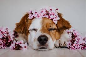 Check spelling or type a new query. Flower Names For Dogs 295 Ideas My Dog S Name