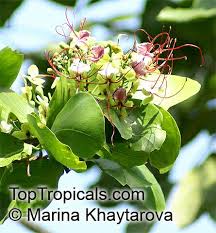 Image result for Intsia