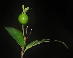 Image result for Heinsia