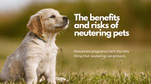 The benefits and risks of neutering pets :: Understanding Animal Research