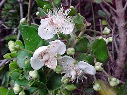 Image result for Myrtaceae