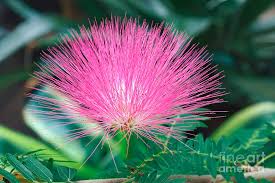 Image result for Calliandra surinamensis