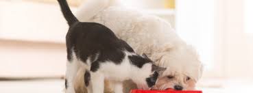 Www.523care.com this fan page is to post images and announcements from our hospital. Highland Animal Hospital Home Facebook
