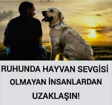 Aylin Ayyildiz Adli Kullanicinin Candostlarimiz Panosundaki Pin Hayvan Hayvanlar Evcil Hayvanlar