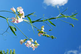 Image result for Oxyanthus latifolius