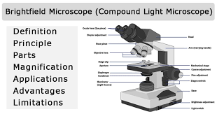 Diaphragm regulates the amount of light on the specimen e. Brightfield Microscope Compound Light Microscope
