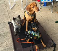 Es wird eine whatsapp gruppe mit allen interessenten erstellt und jeweils einmal im monat einen termin festgelegt. Entspannt Trainieren Mit Mehreren Hunden