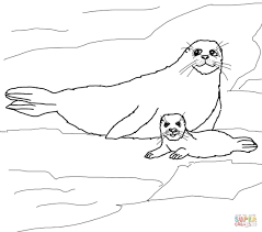 Enjoyable free printable animals homeworks for the monk seal : Baby Seal Coloring Pages Coloring Home