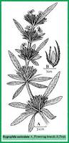 Image result for Hygrophila schulli
