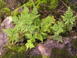 Image result for Aleuritopteris