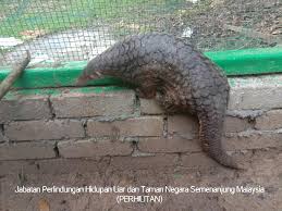 Bnpb mencatat tsunami selat sunda telah menelan korban jiwa sebanyak 429 orang (data selasa, 25 desember 2018, pukul 13.00 wib). Impak Alam Kuala Lumpur Malaysia News Media Website Facebook
