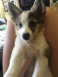 Pin On Pets