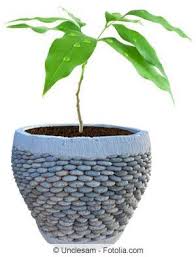 Avocado Avocadobaum Zuchten Pflanzen Und Pflege Gartendialog De Avocado Baum Baume Pflanzen Avocadobaum