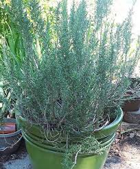 Image result for rosemary container