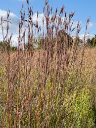 Image result for Andropogon lima