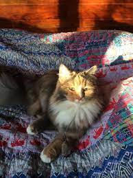 The siberian cat rescue group is a 501(c)(3) rescue based in texas. Moubani Cats Seattle Siberian Forest Cats