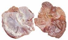 Frozen Pork Butterfly stomach,Portugal Nuno Jorge price supplier