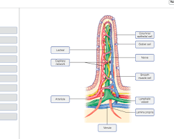 Broadly considered, human muscle—like the muscles of all vertebrates—is often divided into striated muscle, smooth muscle, and cardiac muscle. Solved Art Labeling Activity A Villus Of The Small Intes Chegg Com