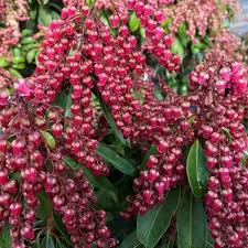 Image result for Pieris japonský obrázek