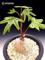 Image result for Adenia stenodactyla