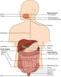 overview of the digestive system anatomy and physiology ii