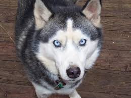 Siberian Husky Black And White Blue Eyes Siberian Husky Dog Breed Information Pictures Characteristics Facts Husky With Blue Eyes Husky Dog Pictures Puppies With Blue Eyes