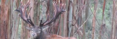The male (stag) red deer is typically 175 to 250 cm (69 to 98 in) long and weighs 160 to 240 kg (350 to 530 lb); New Zealand Red Stag Hunting Outfitters Poronui Hunting Lodge