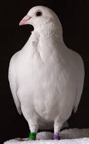 Black And White Pigeon Name White Racing Pigeon Racing Pigeons Cute Birds Pigeon