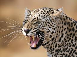 San francisco zoo tiger attacks. The Craziest Animal Attacks To Ever Happen