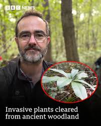 They've been getting "a little bit of flak from the public" for removing  them. The Woodland Trust has been clearing invasive species, such as  rhododendron, to help regenerate an ancient Leicestershire wood.