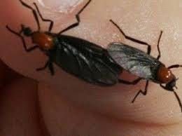 Why Do Male Lovebugs Die After Mating Love Bugs Natural Insect Spray Bites And Stings
