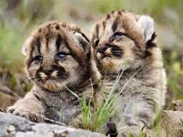 Wonderful World Photos Google Cute Animals Animals Beautiful Baby Animals