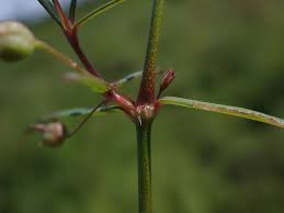 Image result for Oldenlandia lancifolia