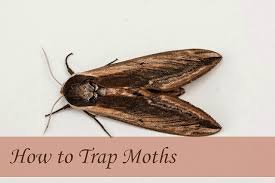What you need to create it is dish soap that will foam up, water, a bowl, and a light. How To Trap Moths A Guide To Moth Trapping For Study