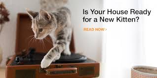Consider where your new kitten is going to live. Amazon Com Pet Content Cat New Pet Pet Content Cat Main Pet Supplies