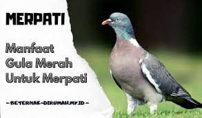 Konsumsi minyak ikan punya peran penting dalam menurunkan berat badan seseorang yang berlebihan terutama pada penderita obesitas. 4 Manfaat Gula Merah Untuk Burung Merpati Beternakdirumah