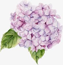 Purple Flowers Plant Flowers Watercolor Flowers Png Transparent Clipart Image And Psd File For Free Download Watercolor Flowers Purple Flowers Flowers