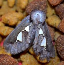 Image result for Psydrax livida