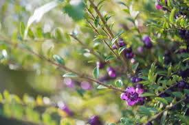 Image result for Ozoroa nitida