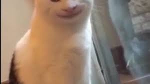 Meet Ollie The Polite Cat With The Amazing Expression