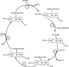 What Is Oxidative Decarboxylation ? What Happens To Pyruvate Immediate