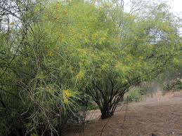Image result for Parkinsonia aculeata